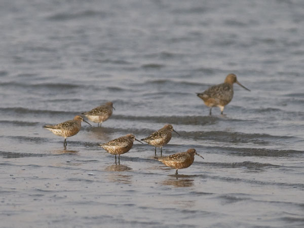 Kuovisirri, Curlew Sandpiper, Calidris ferruginea